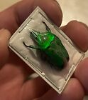 Green Scarab Beetle  1   heterorrhina Sexmaculata  Insect Collector Specimen Art