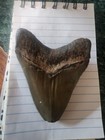 3 25  Fossil Megalodon Shark Tooth Real Prehistoric Fossilized Teeth Specimen