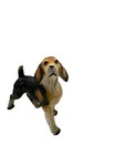 Vintage Beagle Dog Figurine Ceramic Standing Japan 5   h X 6   l Puppy Animal