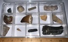 Labeled 12 Real Fossil Lot Collection Mosasaur  Dinosaur  Ice Age  Shark Tooth 