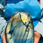 4 4lb Natural Gorgeous Labradorite Quartz Crystal Stone Specimen Healing