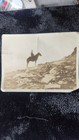 Vintage 1920s Fox-tone Sepia Photo        national Ranger        National Park   