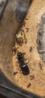 Pheidole Rhea Small Colony 1q 5 10w Biggest Big Headed Ants