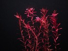 Rotala Narrowleaf Red - Live Aquatic Plants - Stem