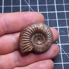 42 Mm Ammonite Peresphinctes Madagascar Fossil Jurassic Lot Pendant 2470