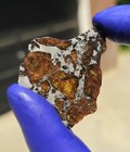 Nwa 18440 Golden Pallasite Meteorite     8 357 G Slice  Officially Classified