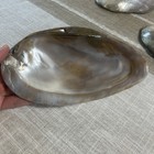 Large Pearlized Mussel Clam Shells Seashell White Mother Pearl 8 -9  In