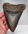 Megalodon Shark Tooth 5 32 Real Fossil- Massive Lower Jaw Position - Serrated