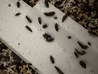 3500  Dermestid Beetles -taxidermy Beetles Diy Euro Mount Skull Cleaner Hunting