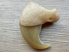 Vintage Medium Size 40 32mm X 34 28mm  tiger Claw  Very Rare   
