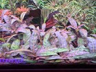 Staurogyne Repens Purple Rare Live Aquarium Plant