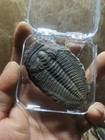 Early Cambrian Lederiki Trilobite Fossils From Guizhou A02