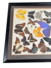 Vintage Framed Butterfly Moth Taxidermy Collection Arranged In Glass 19 5  X 13 