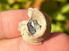 Fossil Gastropod Lowenstamia Funiculus Coon Creek Tennessee Cretaceous Age