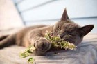 Catnip Fresh Treat 2 Oz   Free Ship Usa   25  To 35  Off Discount On 2 