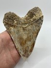Megalodon Indonesian Shark Tooth Fossil - Serrated    5-5 8    Pathological No Resto