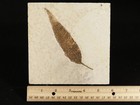 Big  50 Million Year Old  Leaf Fossil 100  Natural From Wyoming 396gr