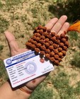 Lab Certified 5 Mukhi Rudraksha Rudraksh Mala Rosary 108 1 Big Beads 10mm 