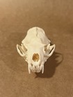 Real Skulls Unlimited Taxidermy Mink Skull