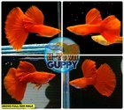 1 Trio   - Live Aquarium Guppy Fish High Quality-   Albino Full Red