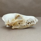 Vintage Genuine Real 8  Coyote Animal Skull Bone Teeth Taxidermy Art Craft
