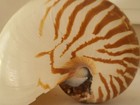 Natural Chambered Nautilus Pompilius Tiger Striped Sea Shell Read