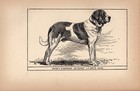 Antique St Bernard Print 1912 Moore Ch Guide St Bernard Wall Art Decor 5584b