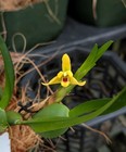 Miniature Orchid Species Maxillaria Variabilis  Yellow Form  Blooming Size Plant