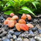 3 Red Pumpkin Nerite Snails  clithon Sowerianum  Freshwater Snails
