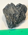 Fossil Baby Mastodon Tooth