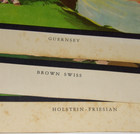 Vtg 1950s California Dairy Industry Cow Prints  Guernsey Brown Swiss Holstein 