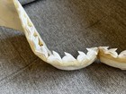 Authentic Huge Tiger Shark Great White Jaw Professionally Cleaned  Teeth Tooth
