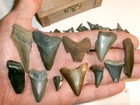 Shark Tooth Treasure Chest     Megalodon  Great White  Mako  Over 100 Fossil Teeth