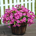 Artificial Flowers Plants For Outdoors Spring Morning Glory - Fuchsia - 8 Pack