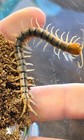 One  1  Live Sonoran Tiger Centipede   polymorpha  bonus Item Included 
