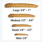  9 99- 99 99 - Live Large Mealworms 50- 20 000 Counts - Free Priority Shipping 