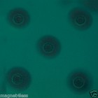 Applied Magnets   Magnetic Viewing Film - Magnetic Field Display Film 6  X 3  