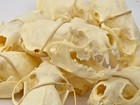 Real Mink Full Skulls  Tops And Jaws - Neogale Vison - See Description