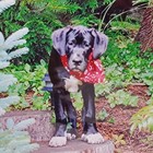 Great Dane Dog Photo Print Artist Signed Moira Catherine 8  X 10  Bc Canada New
