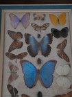 Vintage Buterfly Collection Display Frame 21  X 11  X 1 