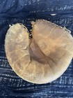 Vintage 1940s Leather Baseball Glove Catchers Mitt Mickey Livingston