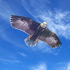 Jekosen Bald Eagle Huge Kite For Kids And Adults Single Line 70  