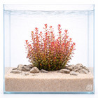 Rotala Florida   Aquarium Plants Factory  