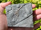 Canada Fossil Crinoid Cupulocrinus Humilis Ordovician Age Ontario Bobcaygeon Fm