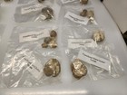Fossilized Sand Dollar Lot Smaller Size Texas Estate Lot   read Desc  