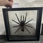 Real Framed Huge Tarantula Spider Taxidermy   2