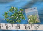   Baby Whelk Shells   100    Greens   Ivory   Shellcraft   Sailor s Valentines  