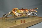 Crab Specimen Indochinamon Chinghungense  Museum-quality Taxidermy   Display Box