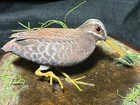 Hand Carved Art Sculpture Wood Carving Shorebird Statue Clapper Rail Marsh Bird