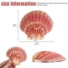 Scallop Shells 8 Pcs 4-4 5  Natural White Pink Sea Shells Diy Craft Beach Decor